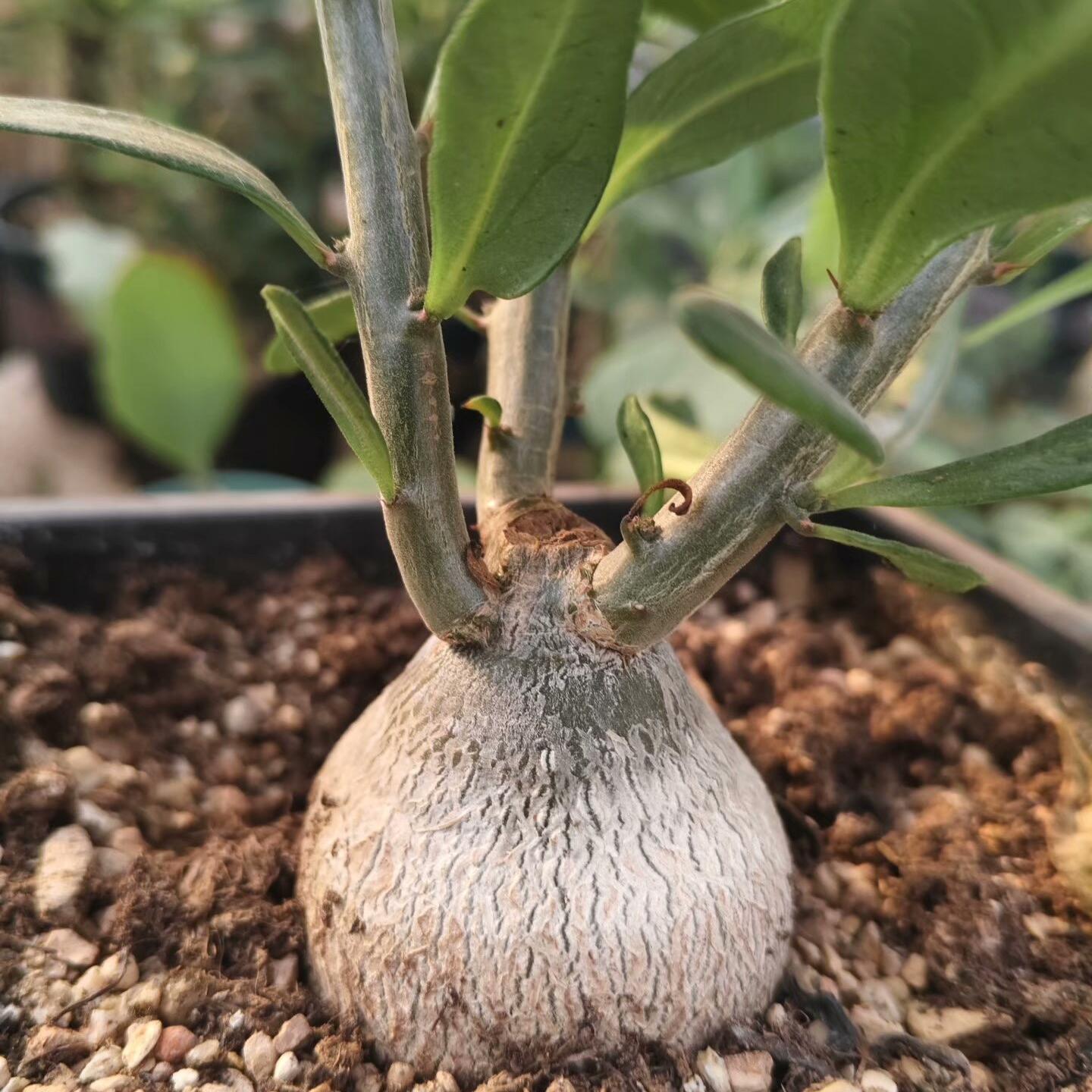 3-4cm Pachypodium saundersii‌