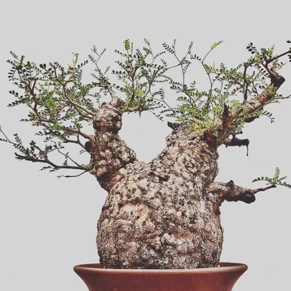 1.5-2cm Operculicarya pachypus