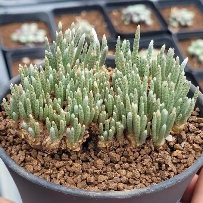 2-7cm Anacampseros alstonii