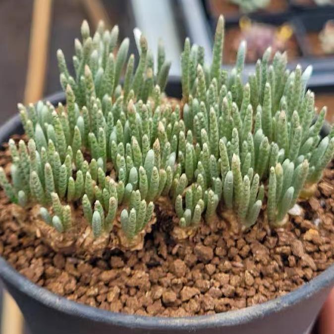 2-7cm Anacampseros alstonii