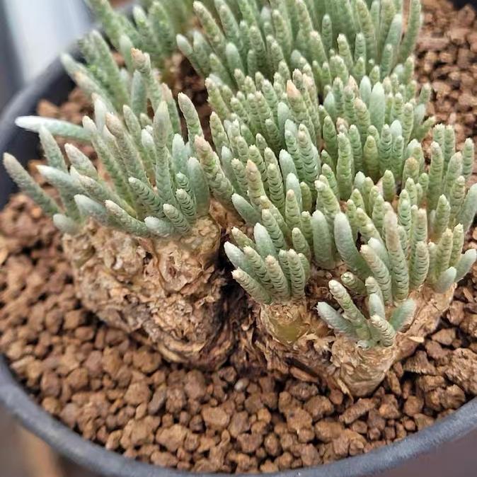 2-7cm Anacampseros alstonii