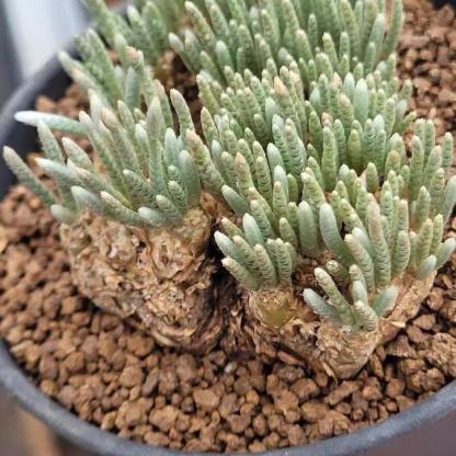 2-7cm Anacampseros alstonii
