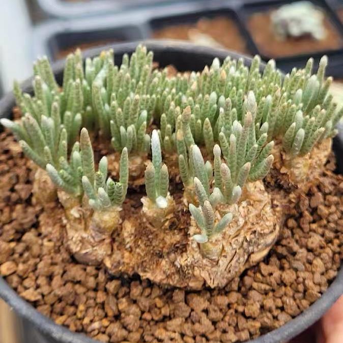 2-7cm Anacampseros alstonii