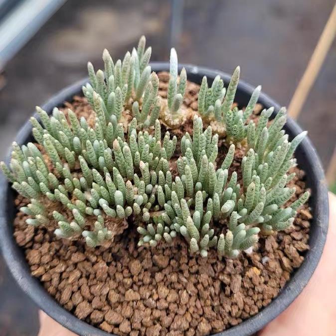 2-7cm Anacampseros alstonii