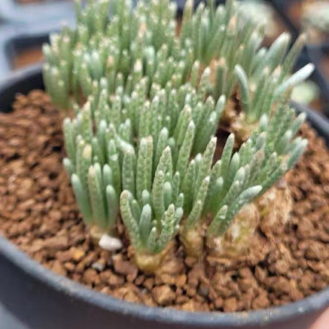 2-7cm Anacampseros alstonii