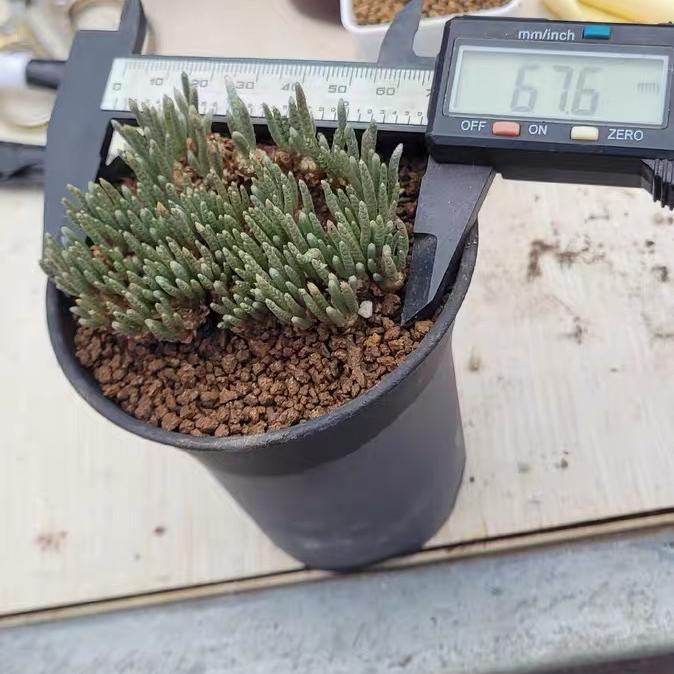 2-7cm Anacampseros alstonii