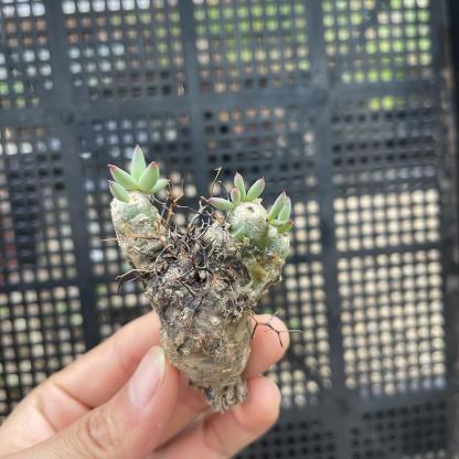 1.5-7cm tylecodon reticulatus