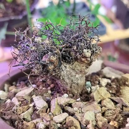 1.5-7cm tylecodon reticulatus
