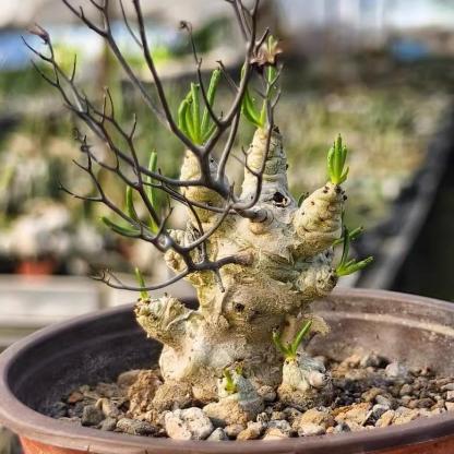 1.5-7cm tylecodon reticulatus