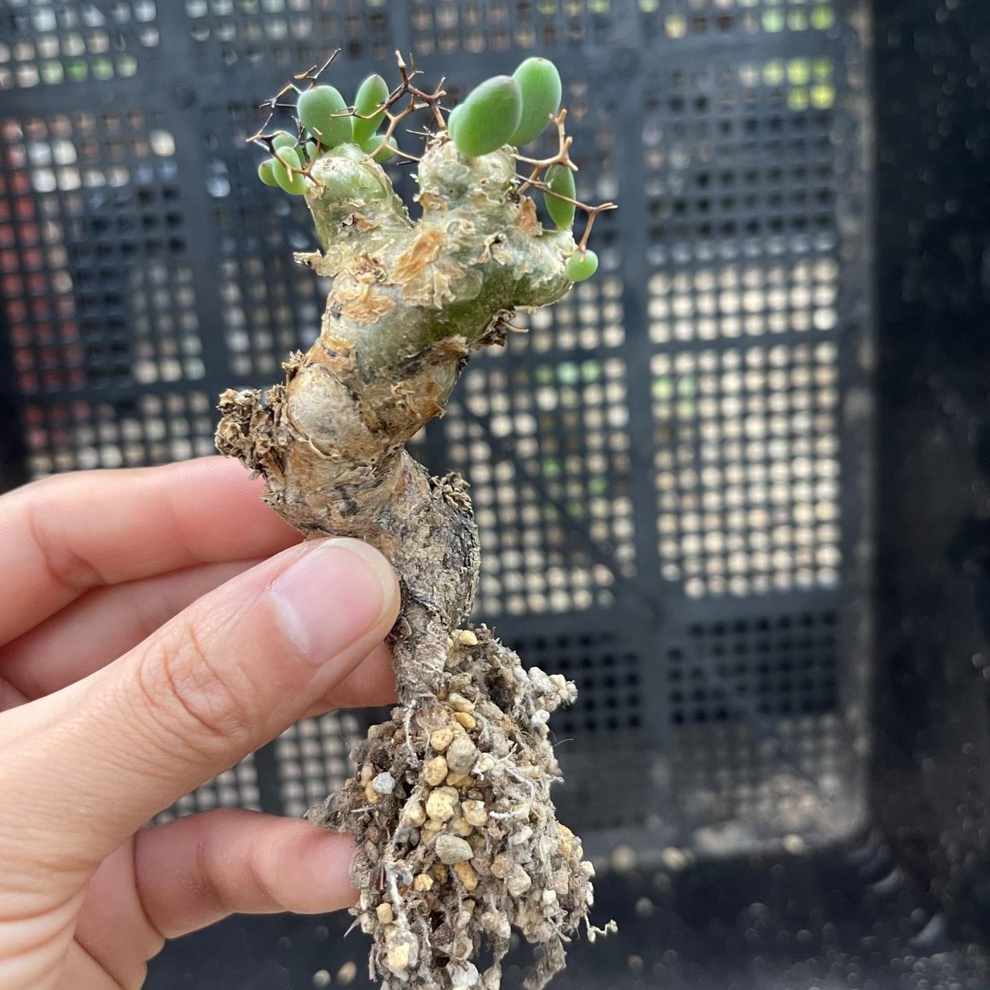 1.5-7cm tylecodon reticulatus