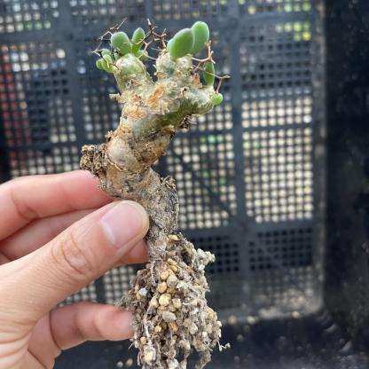 1.5-7cm tylecodon reticulatus