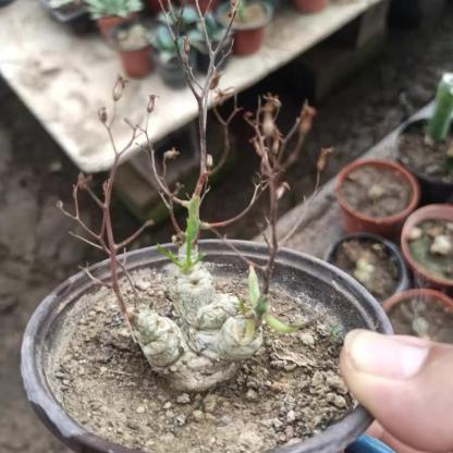 1.5-7cm tylecodon reticulatus