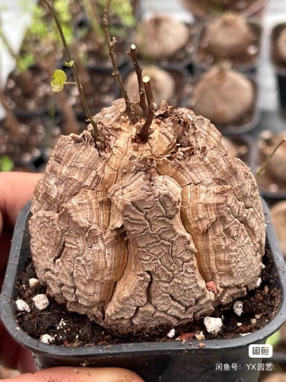 5-6cm Dioscorea elephantipes