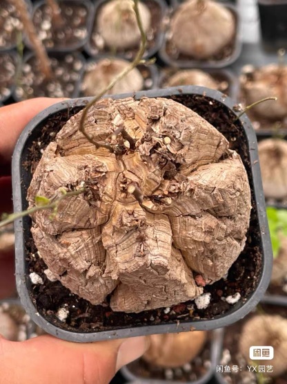 5-6cm Dioscorea elephantipes
