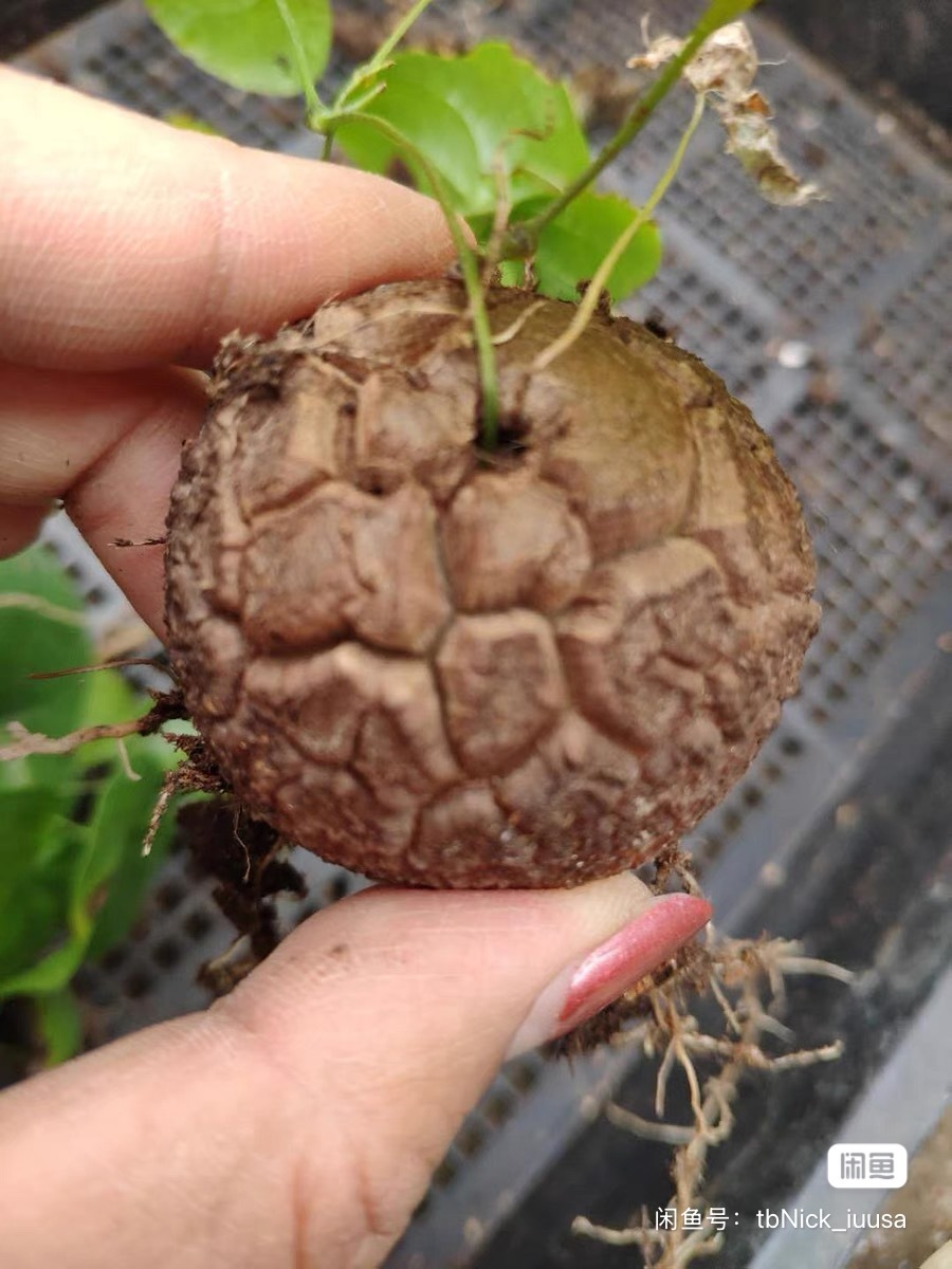 5-6cm Dioscorea elephantipes