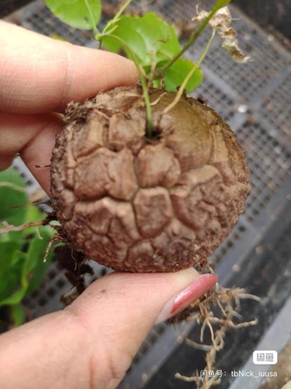5-6cm Dioscorea elephantipes