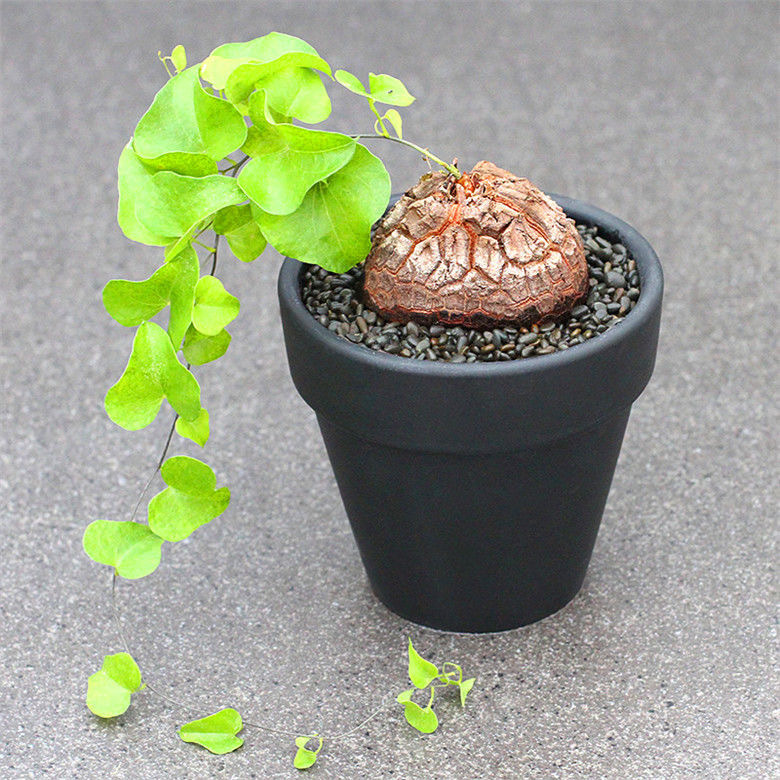 5-6cm Dioscorea elephantipes