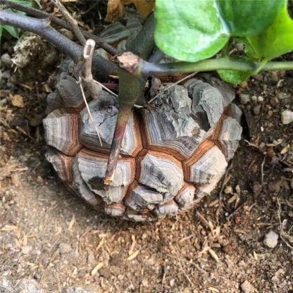 5-6cm Dioscorea elephantipes