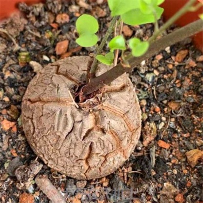 5-6cm Dioscorea elephantipes