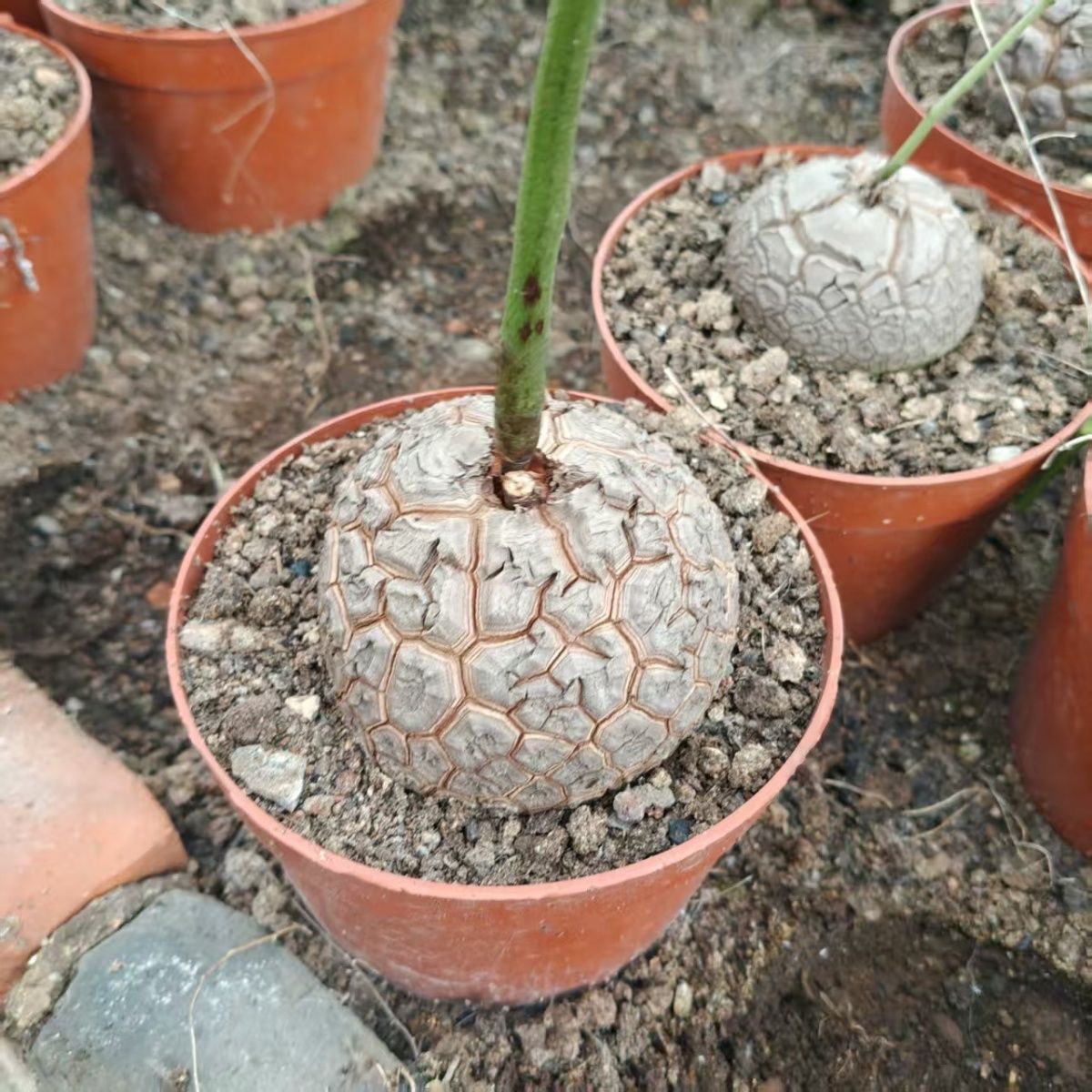 5-6cm Dioscorea elephantipes