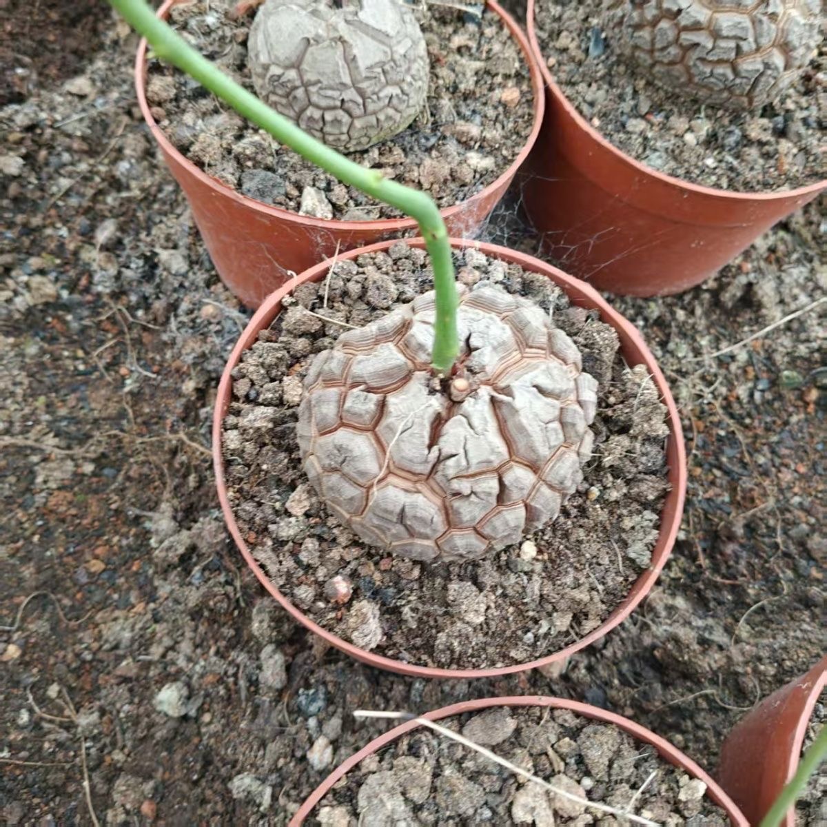5-6cm Dioscorea elephantipes
