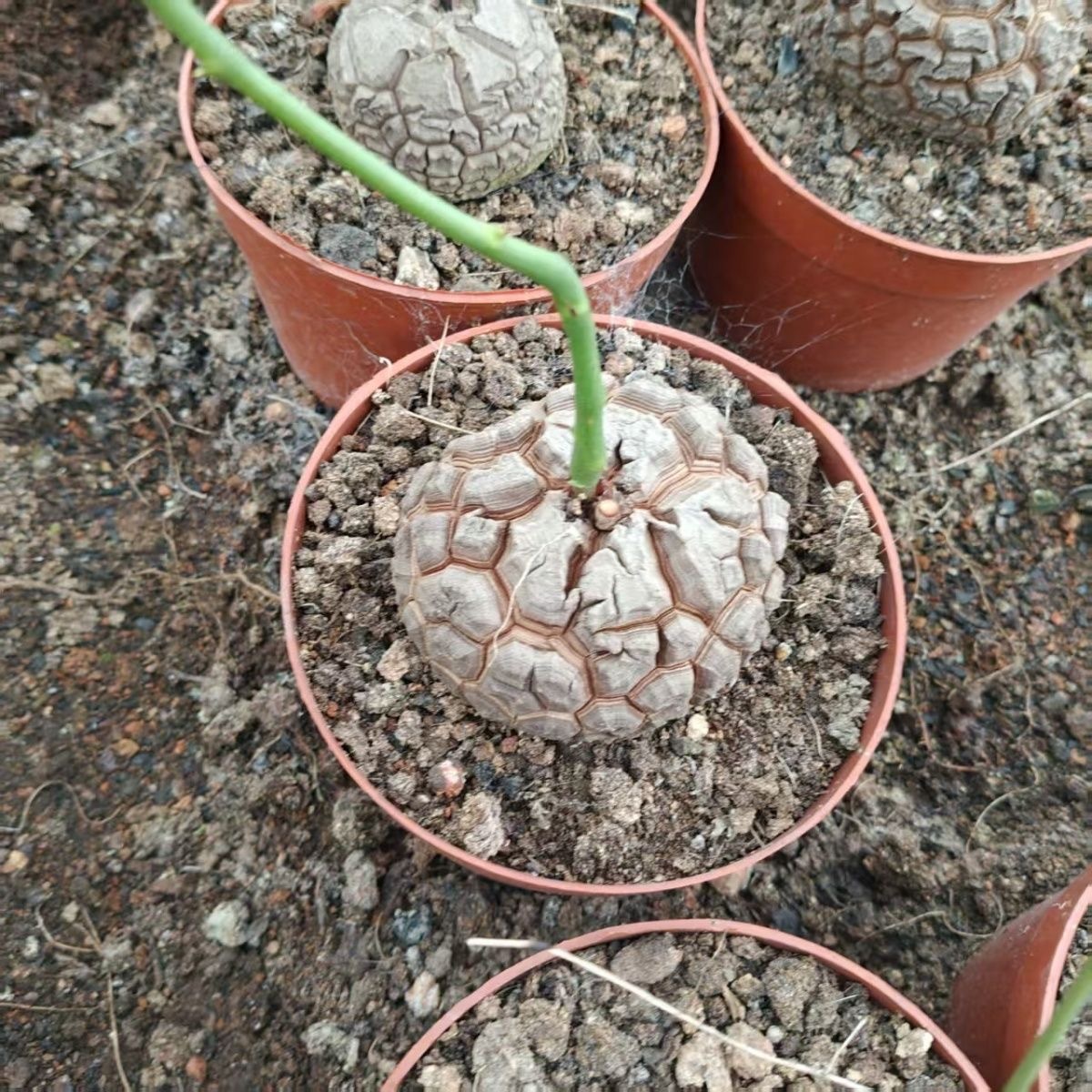 5-6cm Dioscorea elephantipes