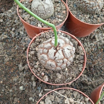 5-6cm Dioscorea elephantipes