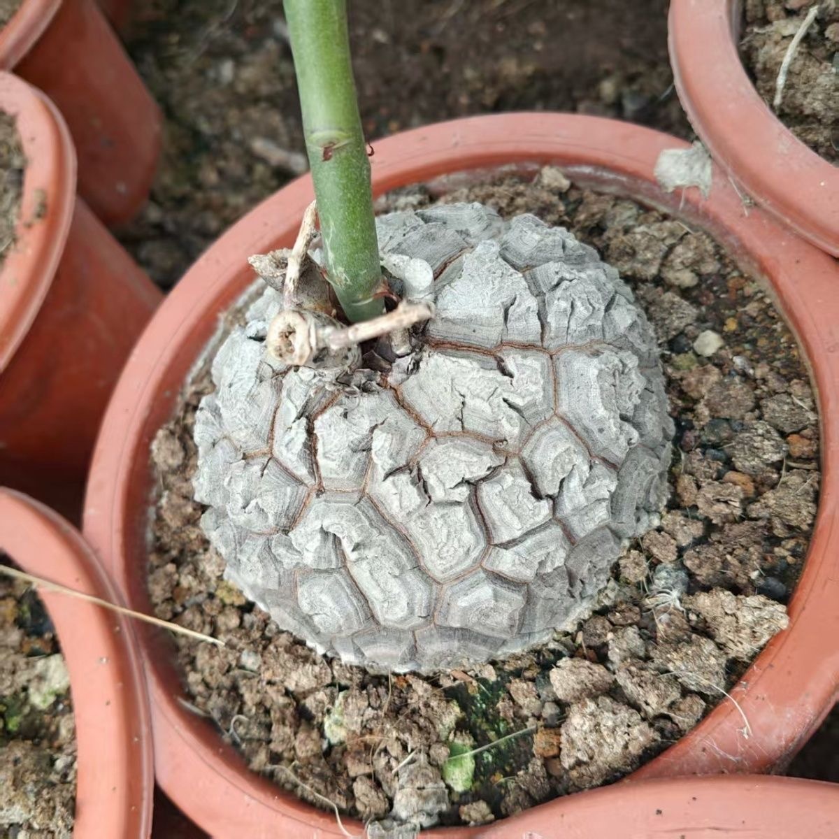 5-6cm Dioscorea elephantipes