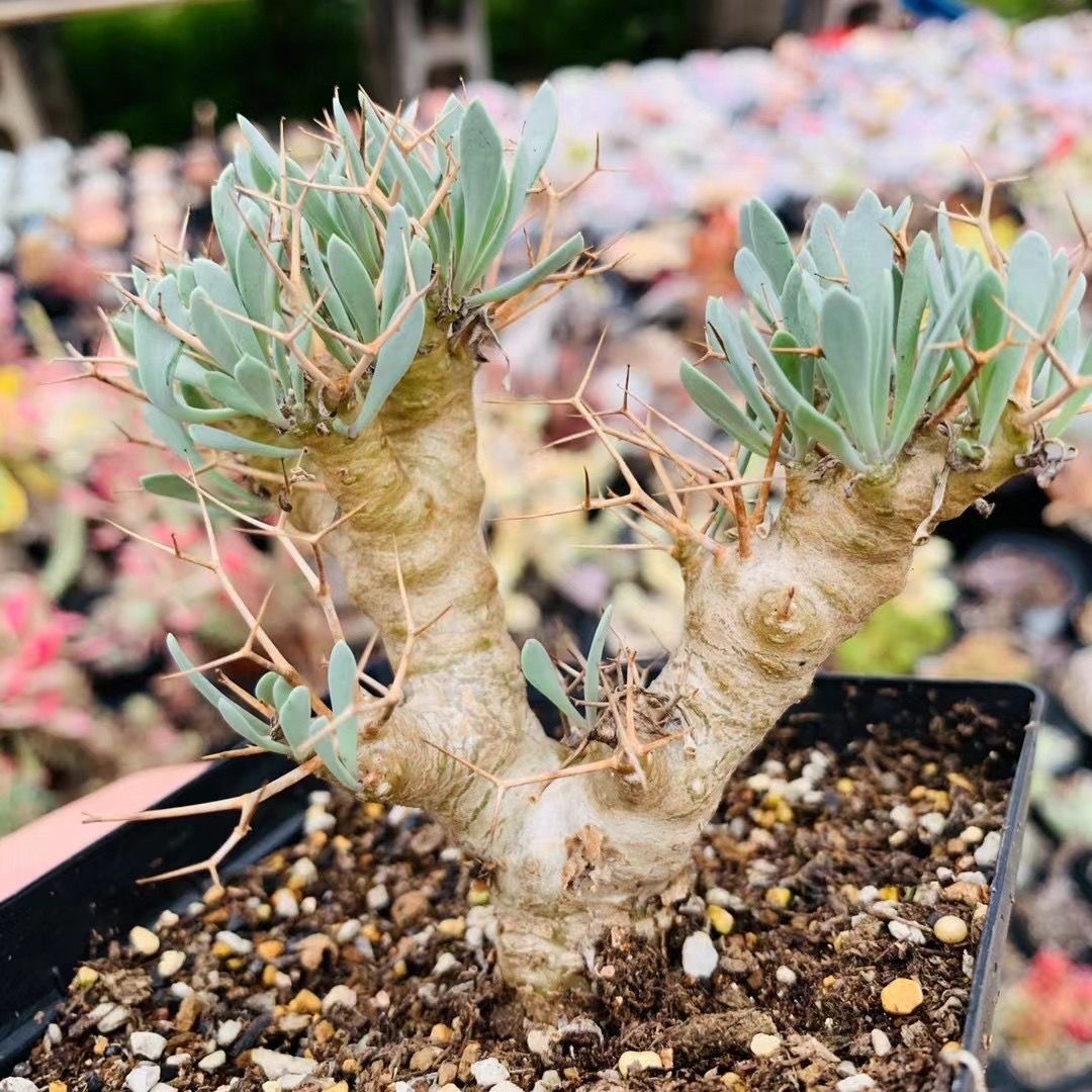 2-6cm Othonna euphorbioides