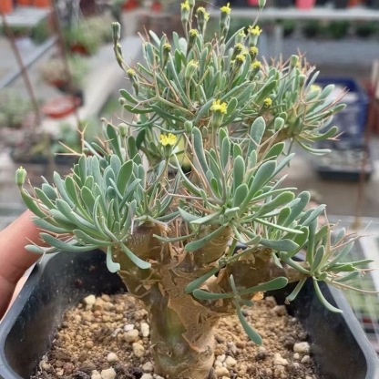 2-6cm Othonna euphorbioides