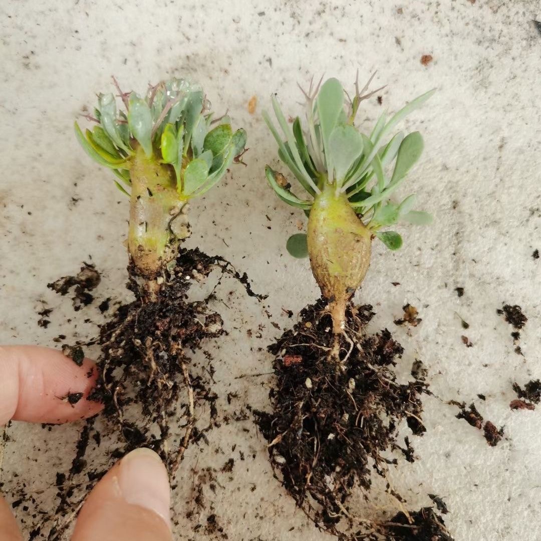 2-6cm Othonna euphorbioides