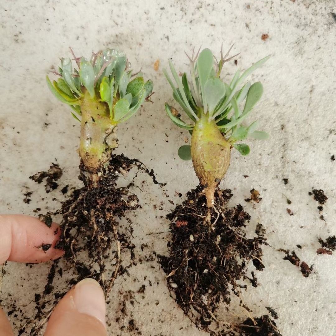 2-6cm Othonna euphorbioides