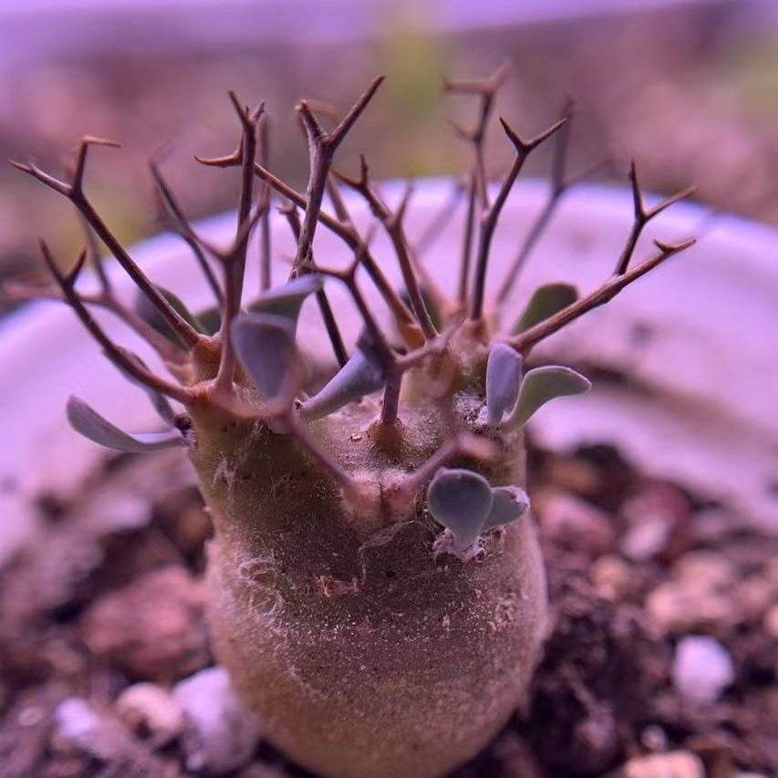 2-6cm Othonna euphorbioides