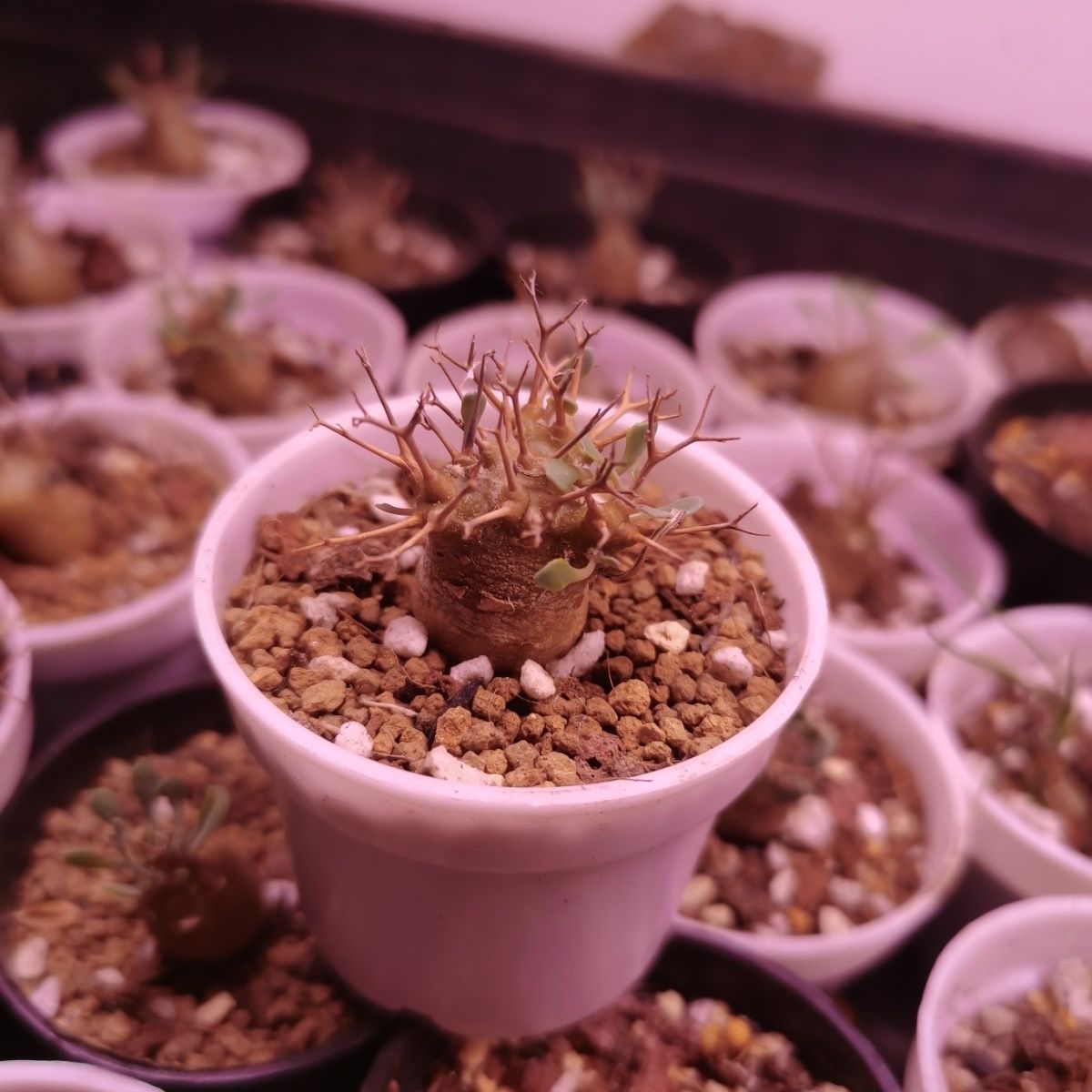 2-6cm Othonna euphorbioides