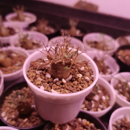 2-6cm Othonna euphorbioides