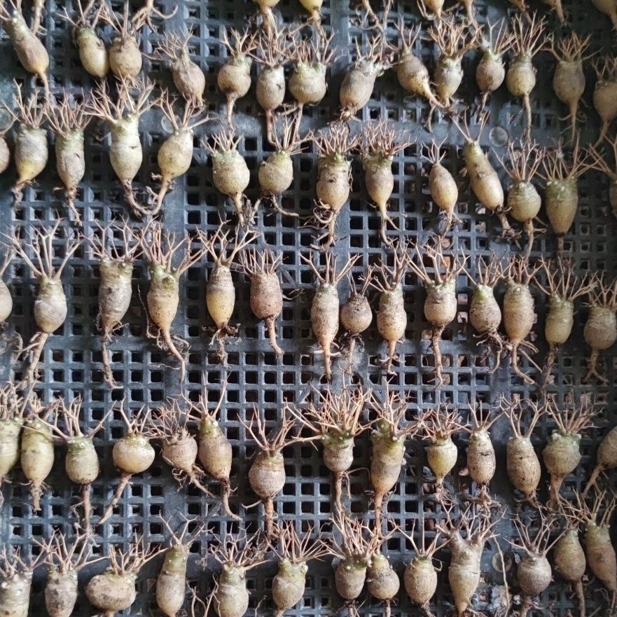 2-6cm Othonna euphorbioides