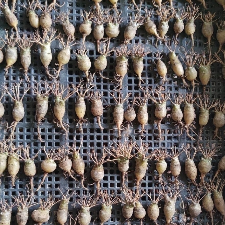 2-6cm Othonna euphorbioides