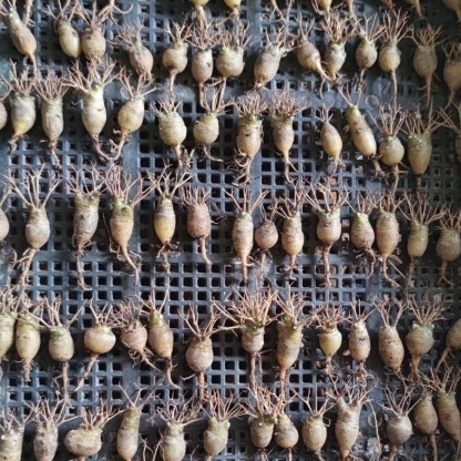 2-6cm Othonna euphorbioides