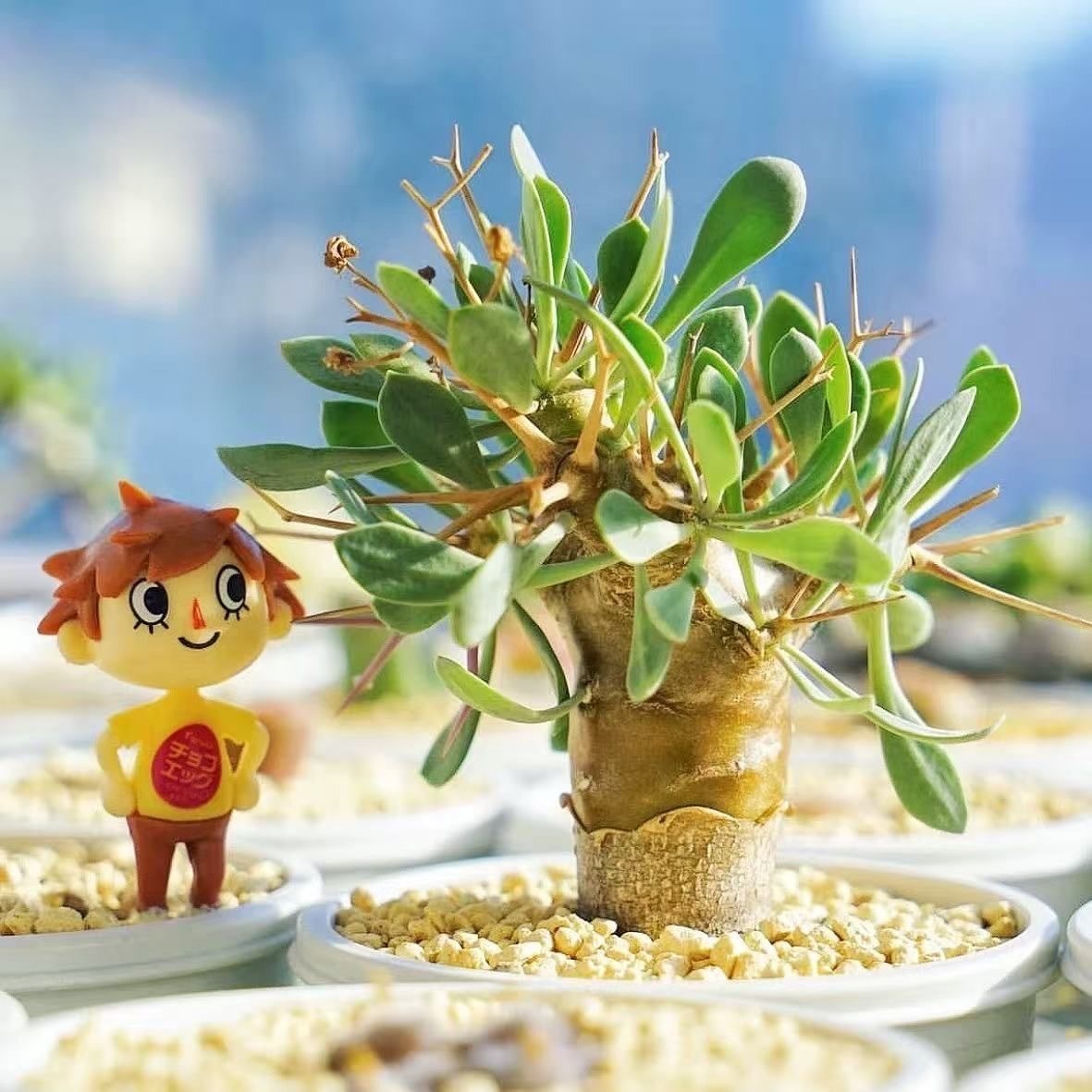 2-6cm Othonna euphorbioides