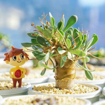 2-6cm Othonna euphorbioides