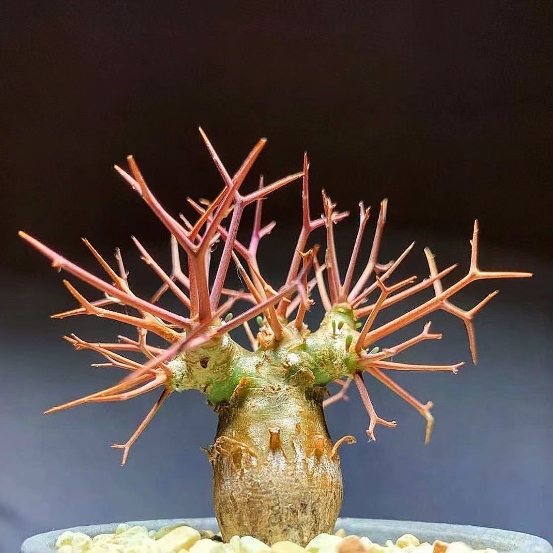 2-6cm Othonna euphorbioides