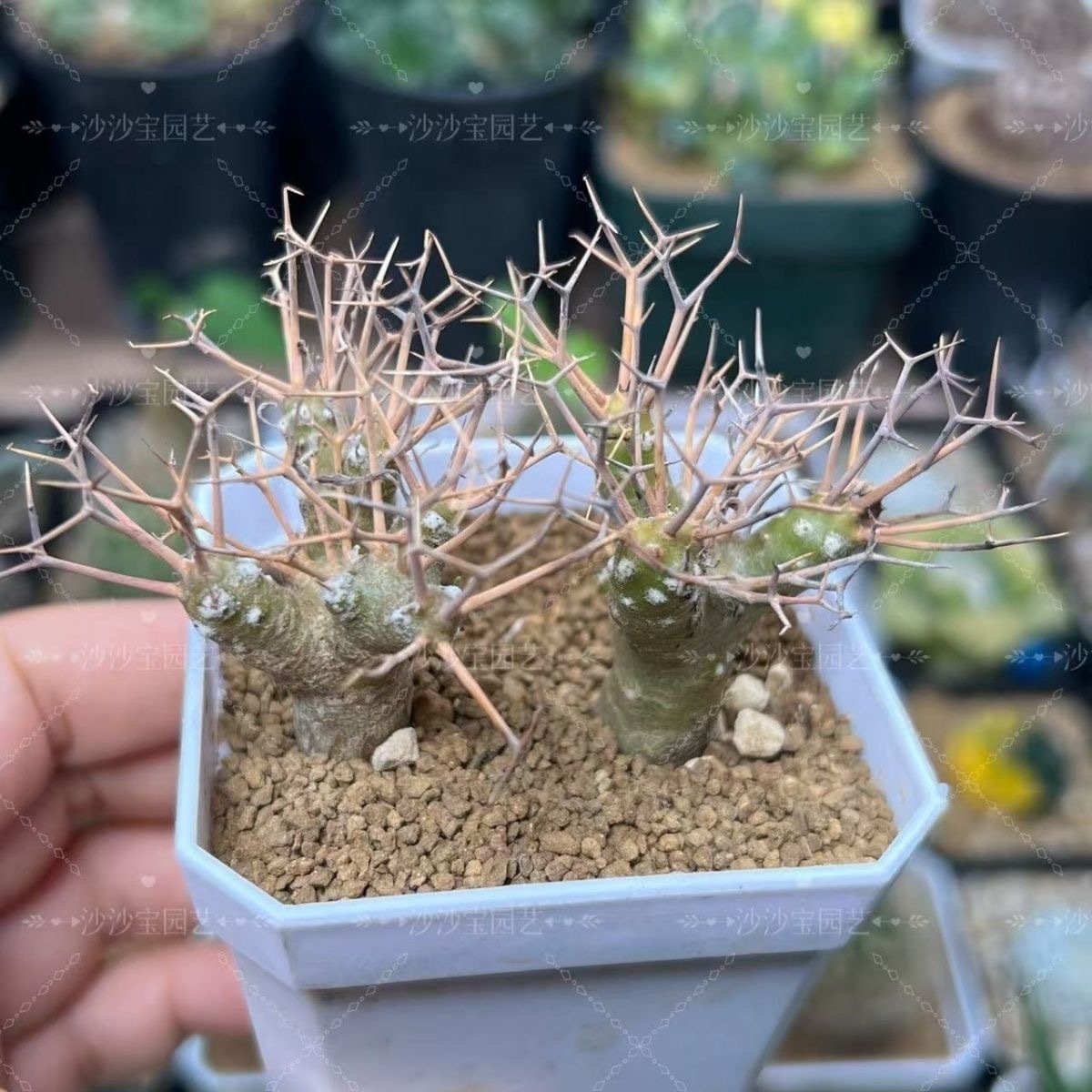 2-6cm Othonna euphorbioides