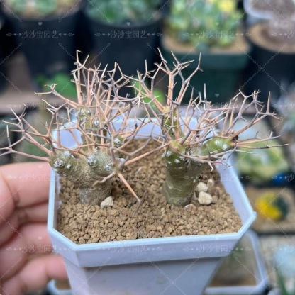 2-6cm Othonna euphorbioides