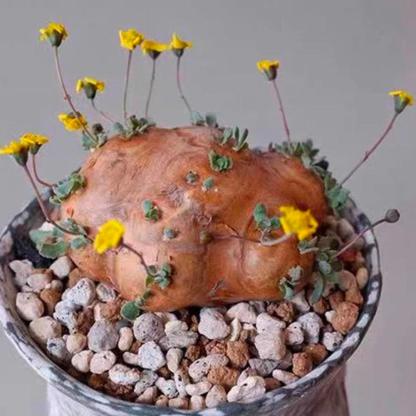 2-6cm Othonna cacalioides