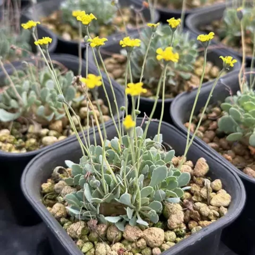 2-6cm othonna perfoliata