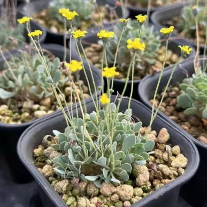 2-6cm othonna perfoliata