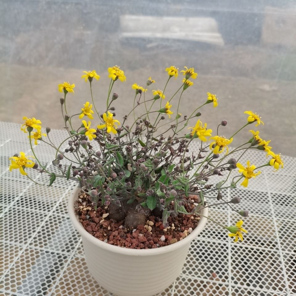 2-6cm othonna perfoliata