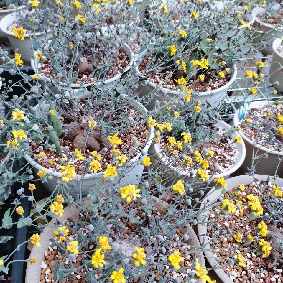 2-6cm othonna perfoliata