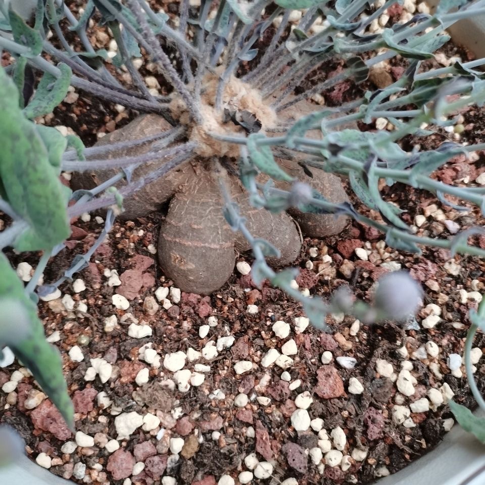 2-6cm othonna perfoliata