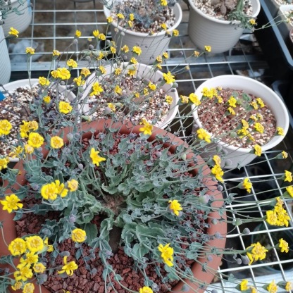 2-6cm othonna perfoliata